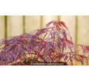 ACER palmatum 'Garnet' - Printemps ACER palmatum 'Garnet' - Printemps
