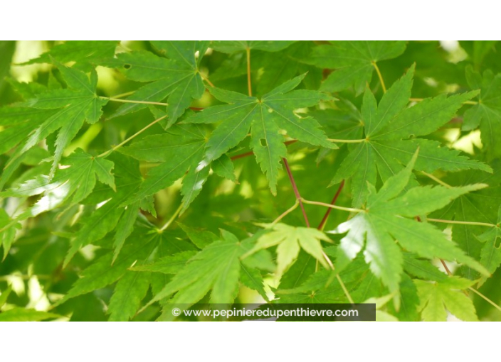 ACER palmatum ACER palmatum