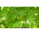 ACER palmatum ACER palmatum