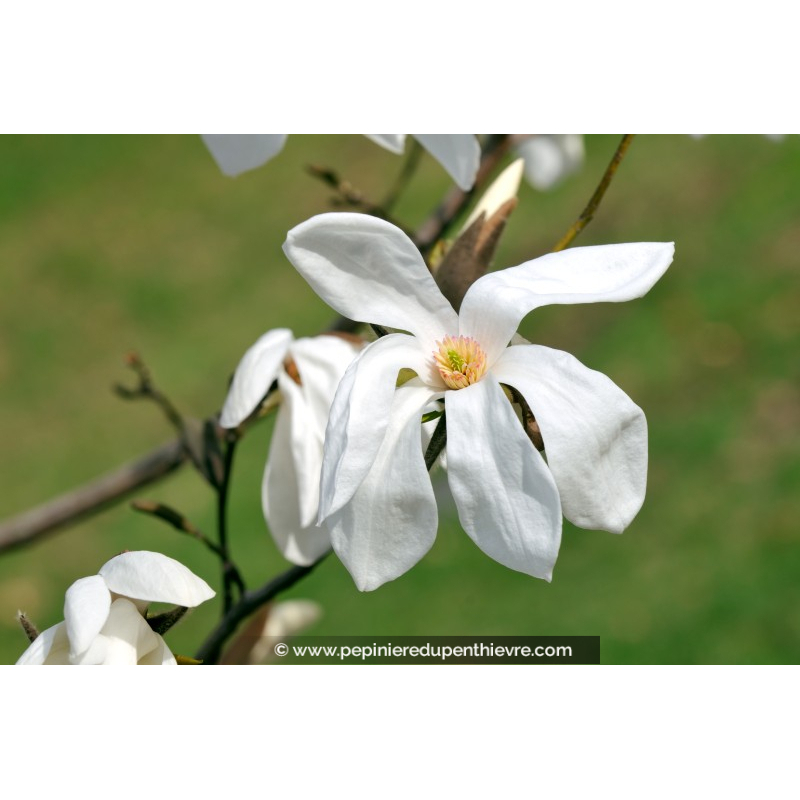 MAGNOLIA 'Wada's Memory'