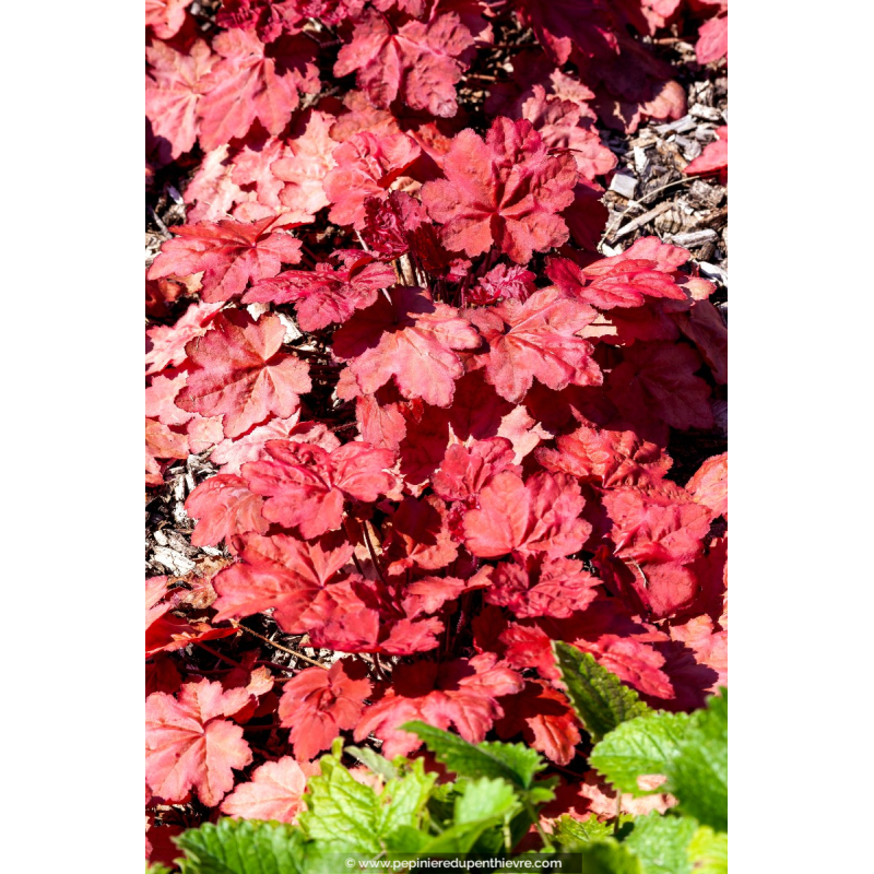 HEUCHERA 'Autumn Leaves'