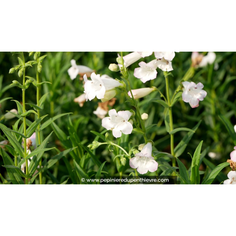 PENSTEMON 'Snowflake'