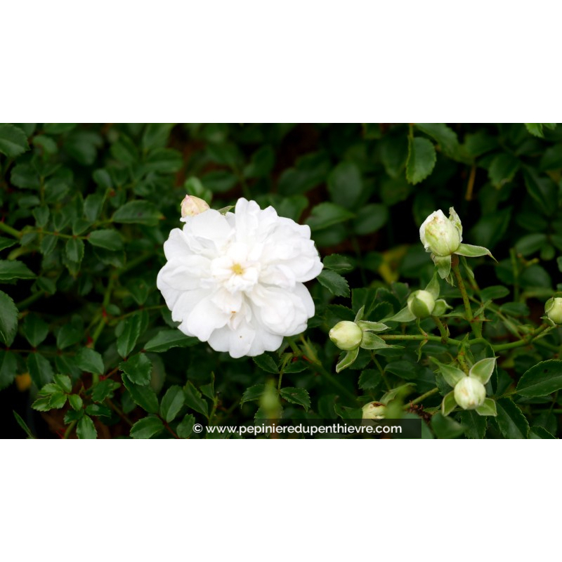 ROSIER paysager 'White Fairy'