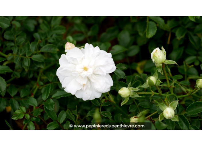 ROSIER paysager 'White Fairy'