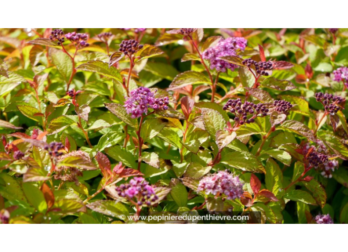 SPIRAEA	japonica	'Caramel' SPIRAEA	japonica	'Caramel'