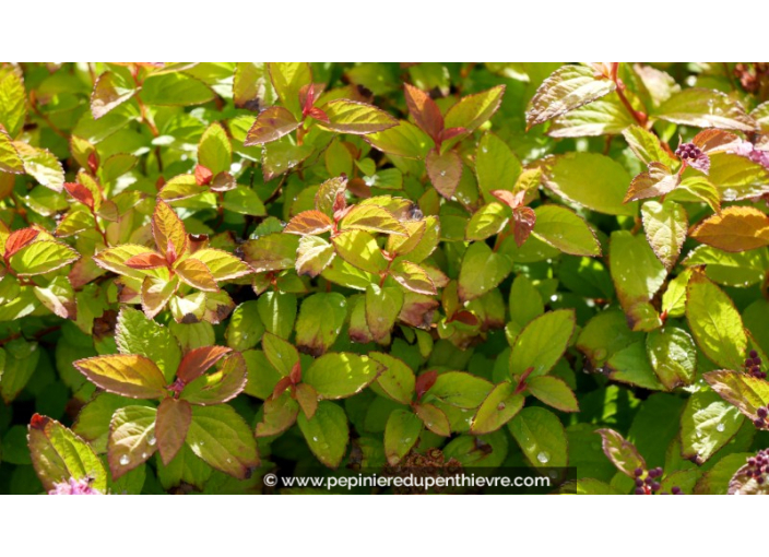 SPIRAEA	japonica	'Caramel' SPIRAEA	japonica	'Caramel'