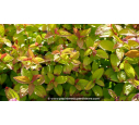 SPIRAEA	japonica	'Caramel' SPIRAEA	japonica	'Caramel'
