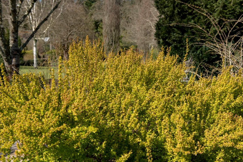 BERBERIS thunbergii 'Golden Torch', jaune, rouge Pépinière du Penthièvre