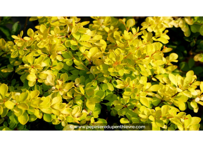 BERBERIS thunbergii 'Golden Torch'