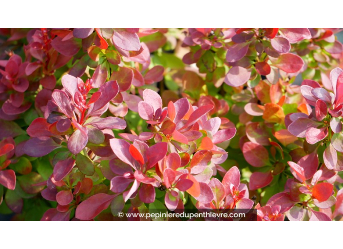 BERBERIS thunbergii 'Lutin Rouge'