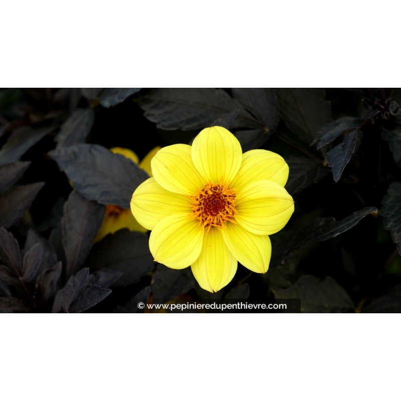 DAHLIA hortensis 'Happy Days Lemon'