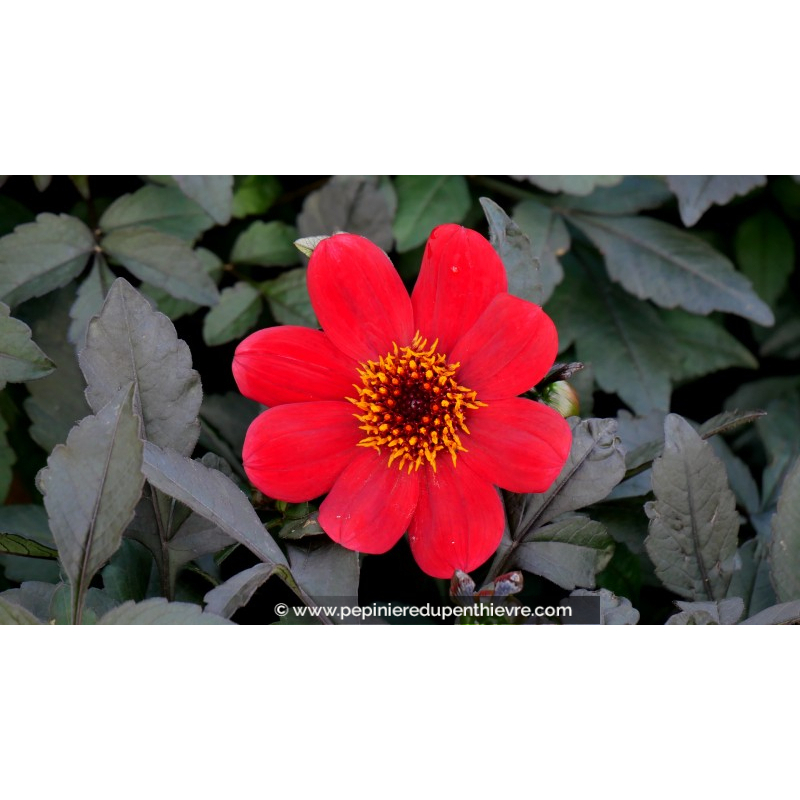 DAHLIA hortensis 'Happy Days Scarlet'®