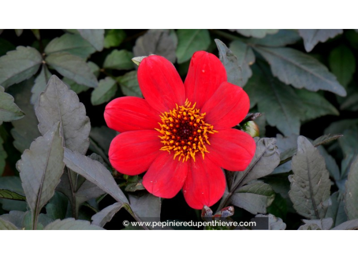 DAHLIA hortensis 'Happy Days Scarlet'®