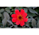 DAHLIA hortensis 'Happy Days Scarlet'®