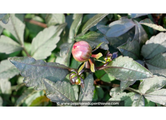 DAHLIA hortensis 'Happy Days Scarlet'®