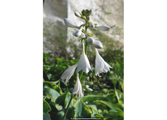 Hosta  'Frances Williams'