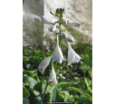 Hosta  'Frances Williams'