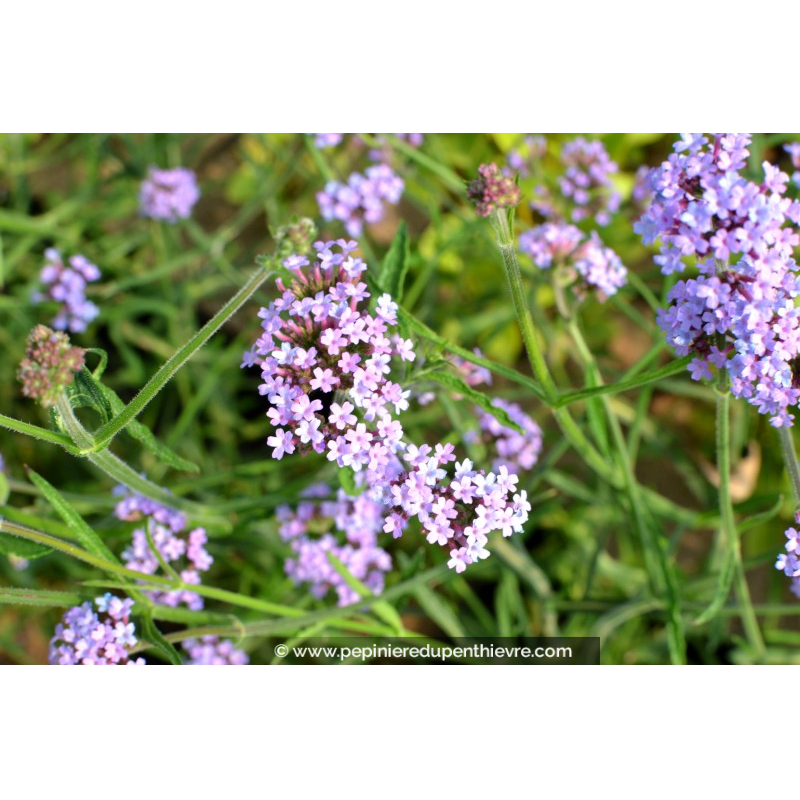 Verveine Des Jardins Naine Compacte Batlle - Plante Vivace Pour Pots, Bordures Et Bouquets - Coloris Vert - 4