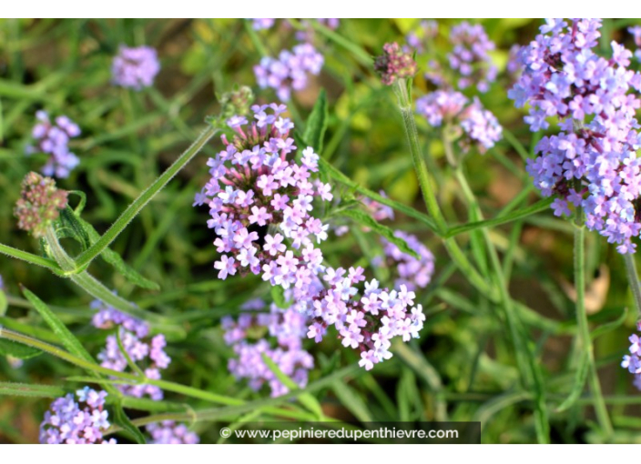 VERBENA bonariensis 'Lollipop'®