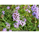 VERBENA bonariensis 'Lollipop'®