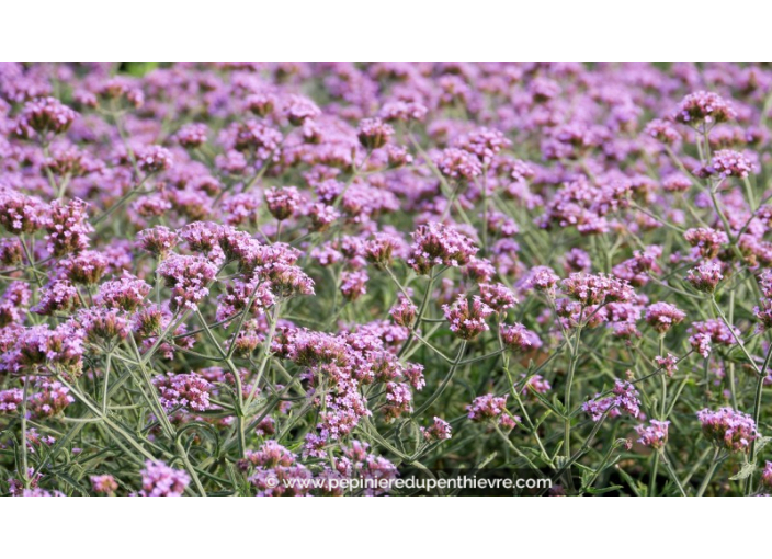 VERBENA bonariensis 'Lollipop'®