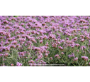 VERBENA bonariensis 'Lollipop'®