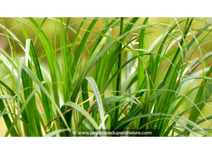 CAREX oshimensis 'Ribbon Falls'