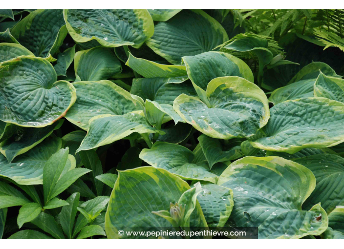 Hosta  'Frances Williams'