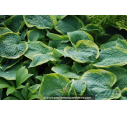 Hosta  'Frances Williams'