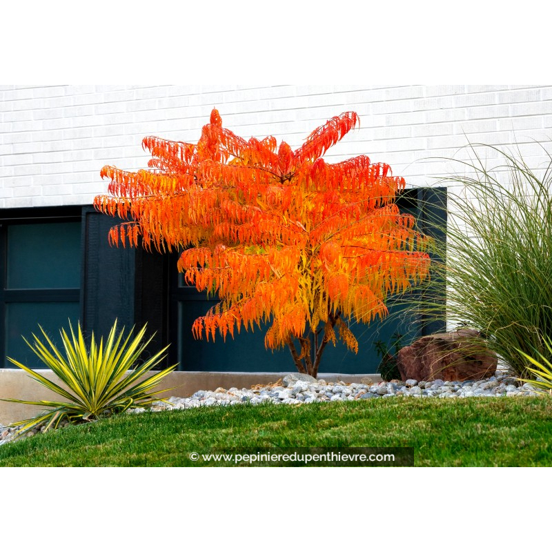 RHUS typhina 'Tiger Eyes'®