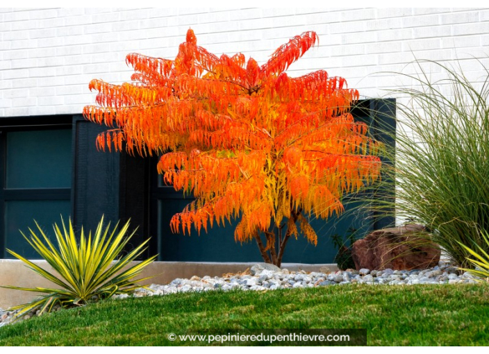 RHUS typhina 'Tiger Eyes'®