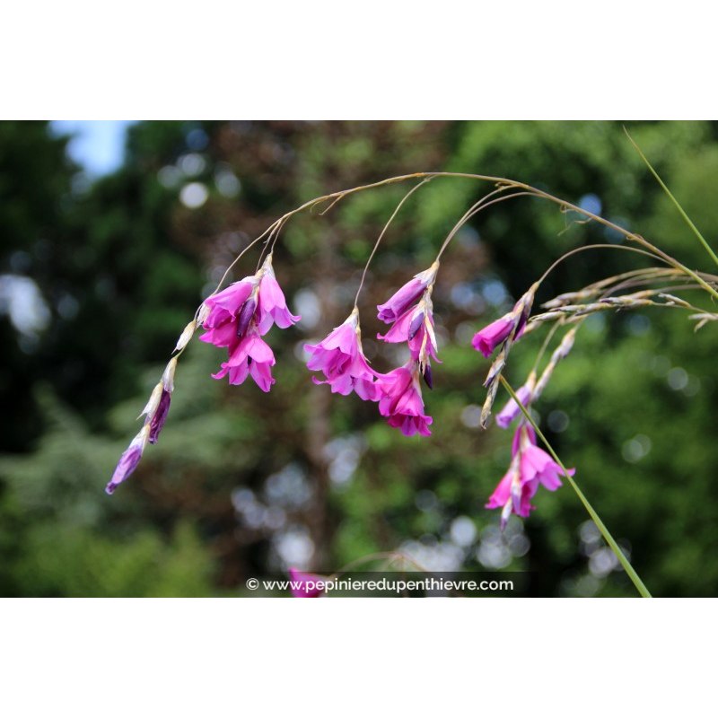 DIERAMA pulcherrimum