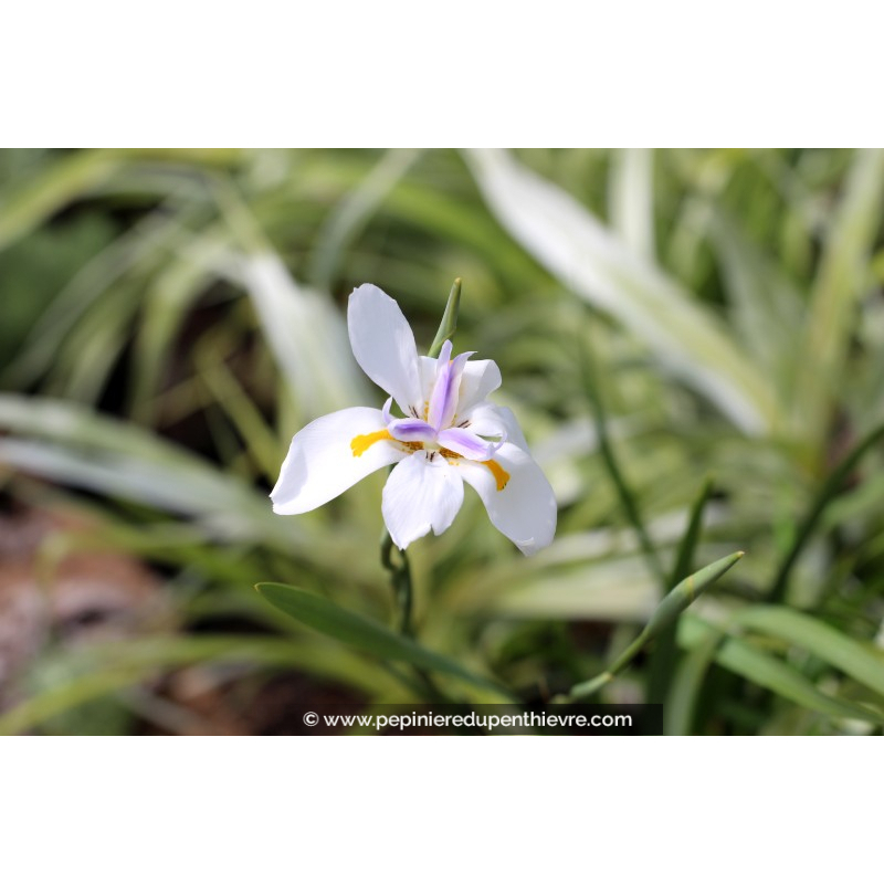 DIETES grandiflora