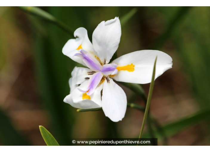 DIETES grandiflora