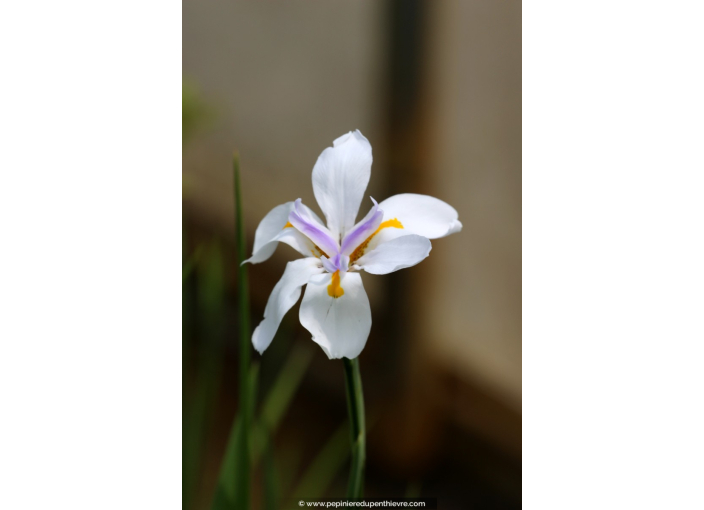 DIETES grandiflora