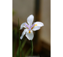 DIETES grandiflora
