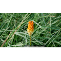 KNIPHOFIA uvaria 'Royal Castle'
KNIPHOFIA uvaria \'Royal Castle\'