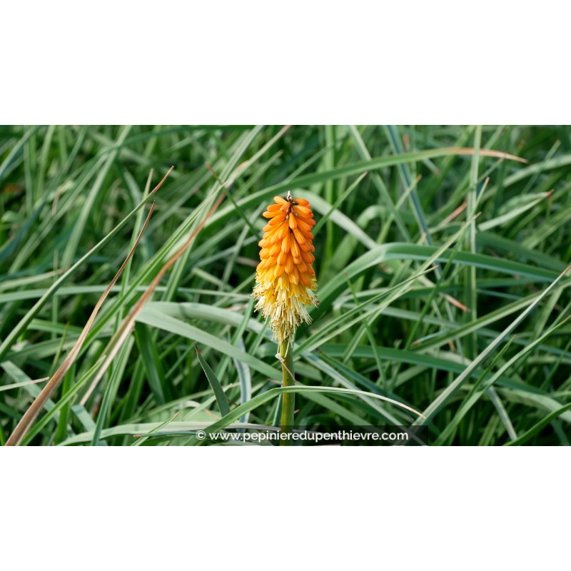 KNIPHOFIA uvaria 'Royal Castle'