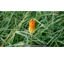 KNIPHOFIA uvaria 'Royal Castle' KNIPHOFIA uvaria 'Royal Castle'