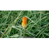 KNIPHOFIA uvaria \'Royal Castle\'