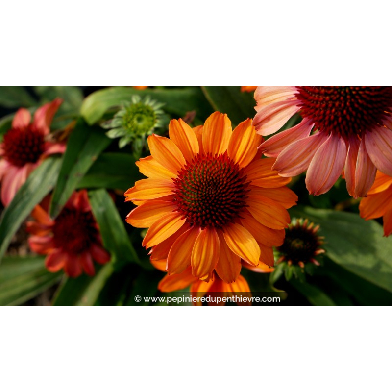ECHINACEA 'Prima Ginger'