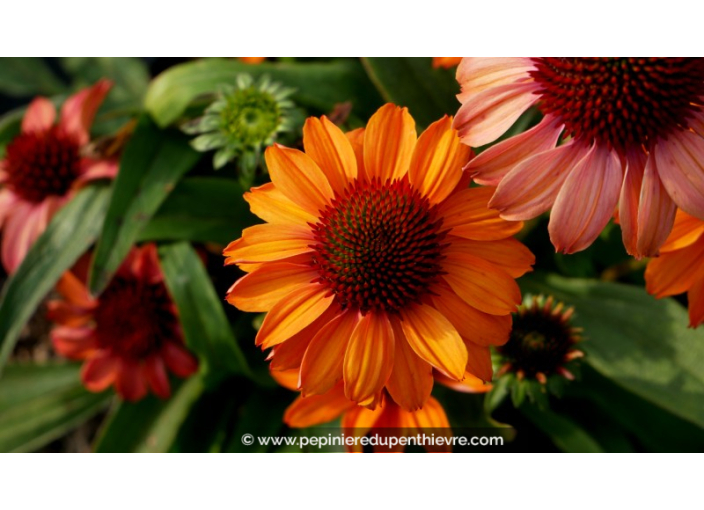 ECHINACEA 'Prima Ginger'