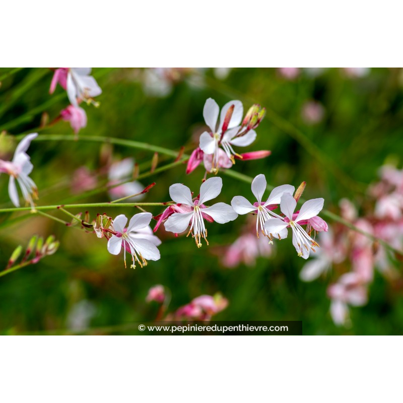 GAURA lindheimeri 'Whirling Butterflies'