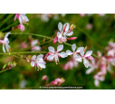 GAURA lindheimeri 'Whirling Butterflies' GAURA lindheimeri 'Whirling Butterflies'