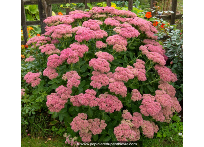 SEDUM spectabile 'Brillant'
