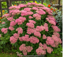 SEDUM spectabile 'Brillant'