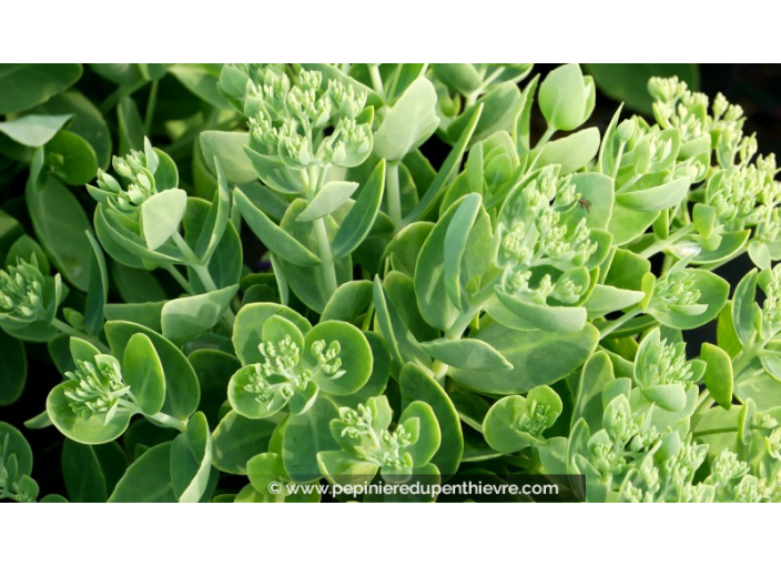 SEDUM spectabile 'Brillant'