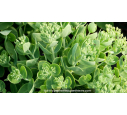SEDUM spectabile 'Brillant'