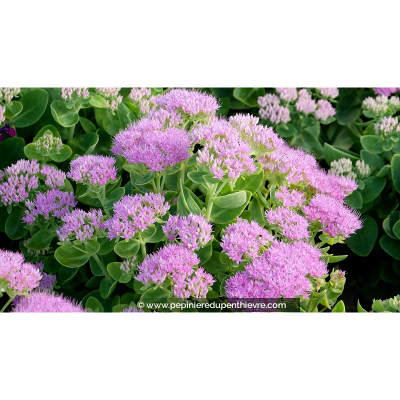 SEDUM spectabile 'Brillant'