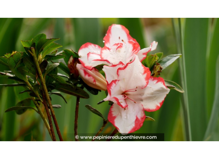 AZALEA japonica 'Sachsenstern'